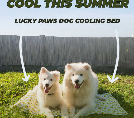 My Store dog cooling bed with a breathable mesh surface and plush edges, ideal for keeping pets comfortable in warm weather.