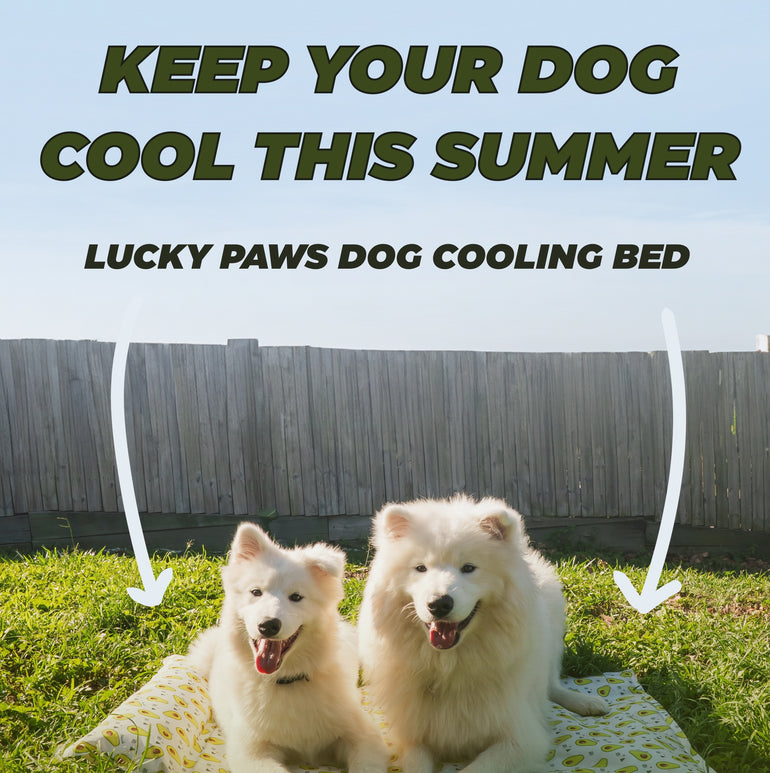 My Store dog cooling bed with a breathable mesh surface and plush edges, ideal for keeping pets comfortable in warm weather.