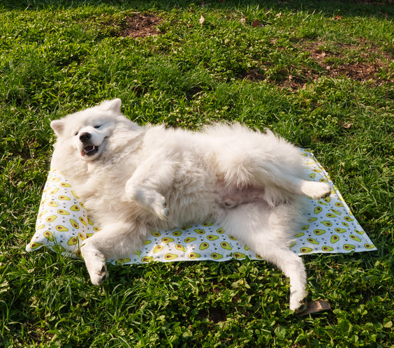 My Store dog cooling bed with a breathable mesh surface and soft edges, ideal for keeping pets cool and comfortable.